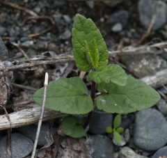 Scutellaria yezoensis