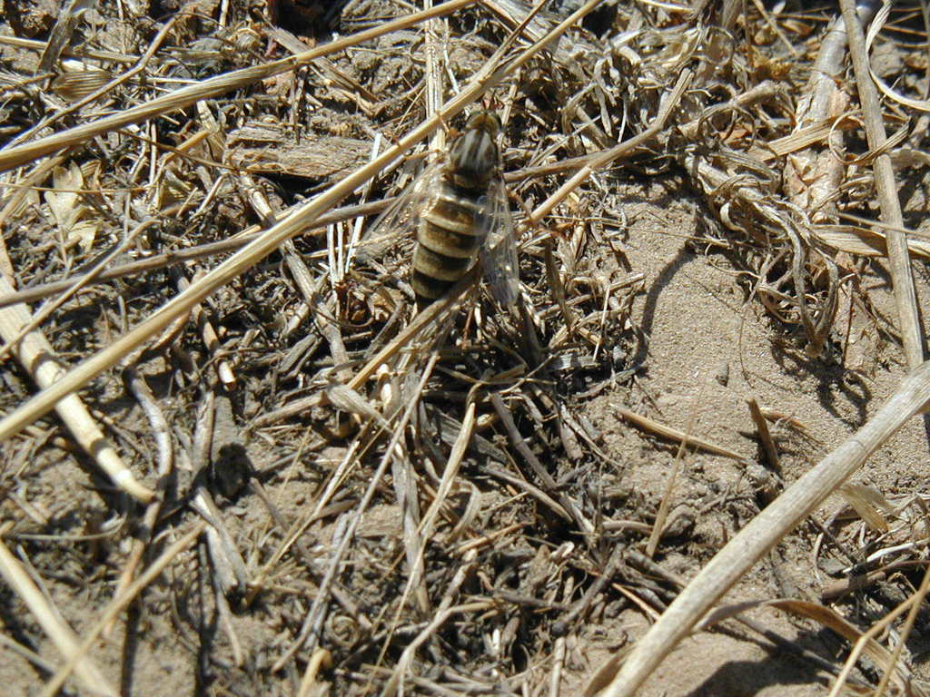 Rhaphiomidas terminatus