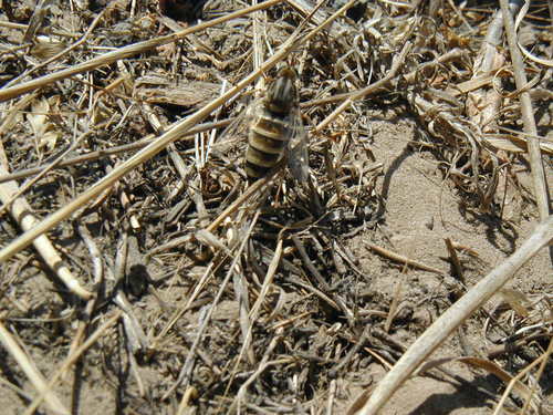 Rhaphiomidas terminatus