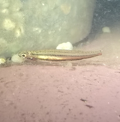 Dwarf Galaxias photo 5