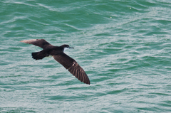 Puffinus lherminieri