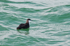 Puffinus lherminieri