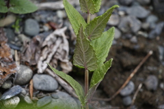 Scutellaria yezoensis