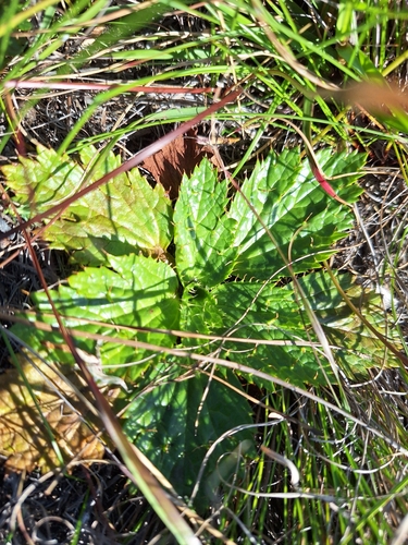 Image of Arctopus echinatus by (c) Adele SL, some rights reserved (CC BY)