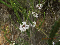 Agathosma roodebergensis