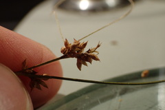 Rhynchospora plumosa