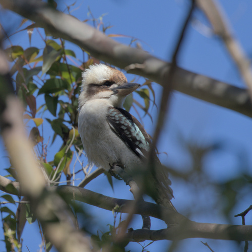 Laughing Kookaburra, photo 3 of 10