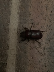 Lucanidae