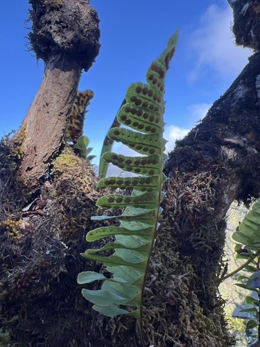 Polypodium pellucidum observed 2024-09-24