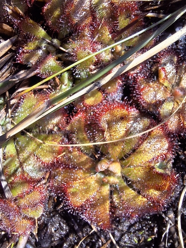 Image of Drosera aliciae by (c) Adele SL, some rights reserved (CC BY)