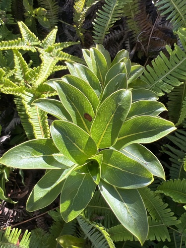 Coprosma ternata observed 2024-09-24