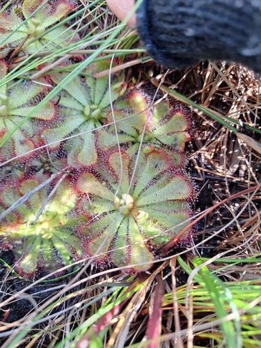 Image of Drosera aliciae by (c) Adele SL, some rights reserved (CC BY)