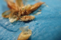 Rhynchospora plumosa