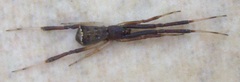 Episinus truncatus