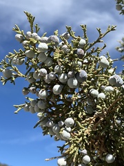 Juniperus osteosperma