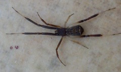 Episinus truncatus