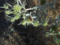 Trichodes leucopsideus
