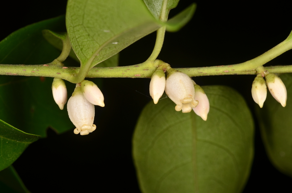 Morris's Persimmon