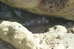 Emoia atrocostata
