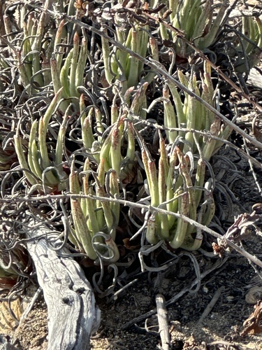 Dudleya edulis