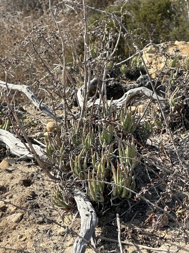 Dudleya edulis