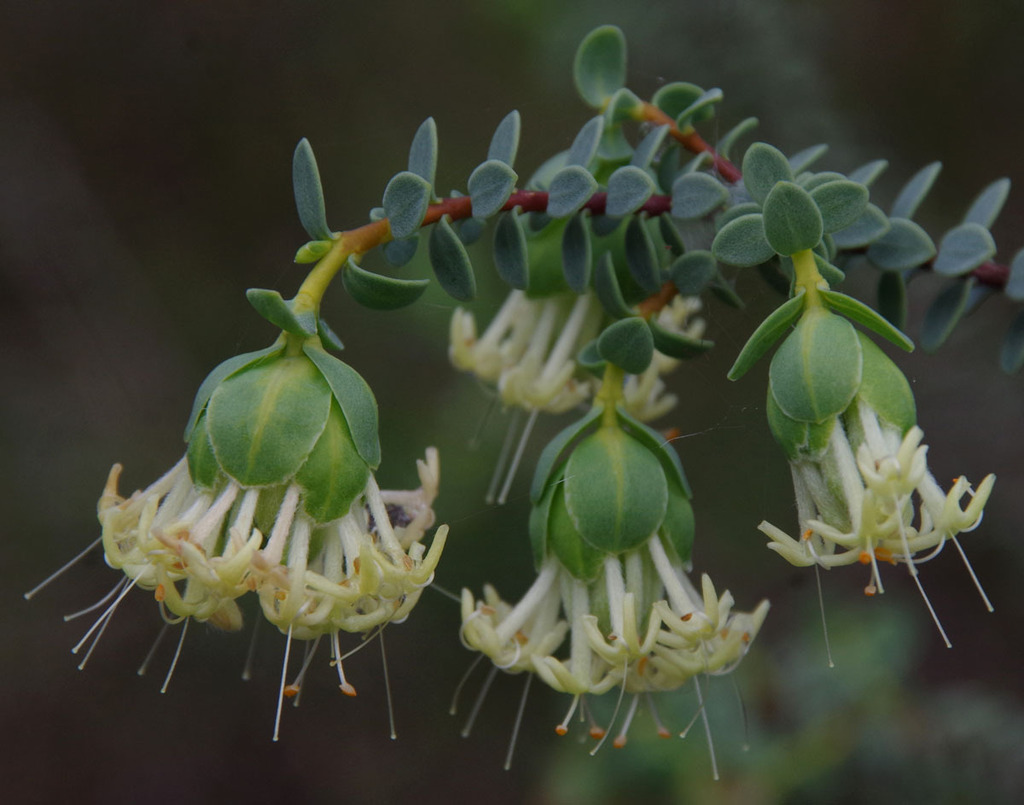 Pimelea sulphurea