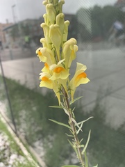 Linaria vulgaris