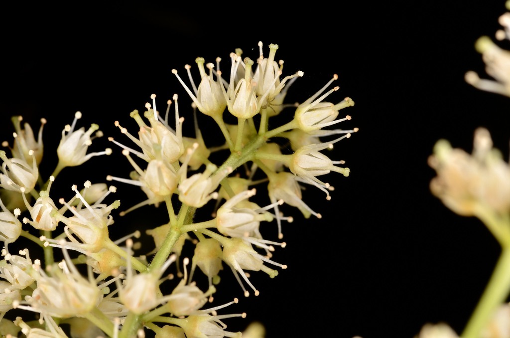 Smallflower Sweet Spire