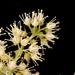Itea parviflora - Photo (c) galanhsnu, algunos derechos reservados (CC BY-NC), subido por galanhsnu