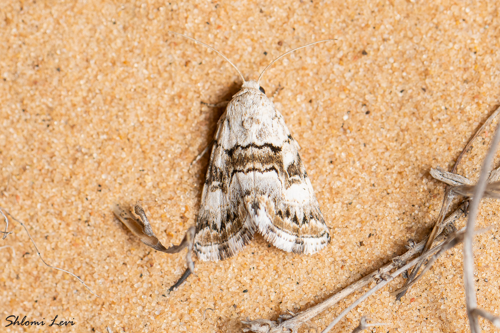 Armada nilotica