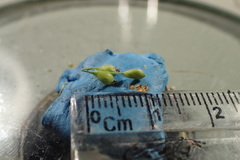 Dichanthelium ravenelii