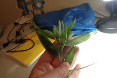 Dichanthelium ravenelii