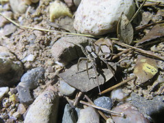 Alopecosa laciniosa