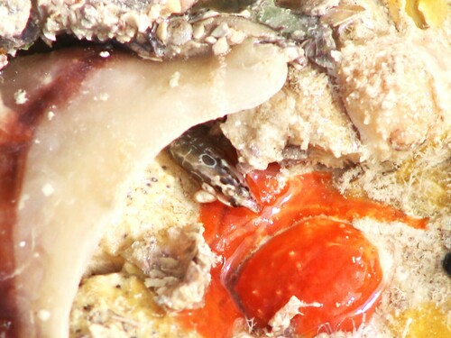 Bearded snakeblenny (Blennodesmus scapularis) — Pseudochromidae