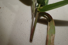 Dichanthelium ravenelii