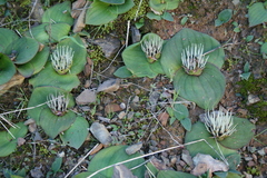 Massonia pustulata