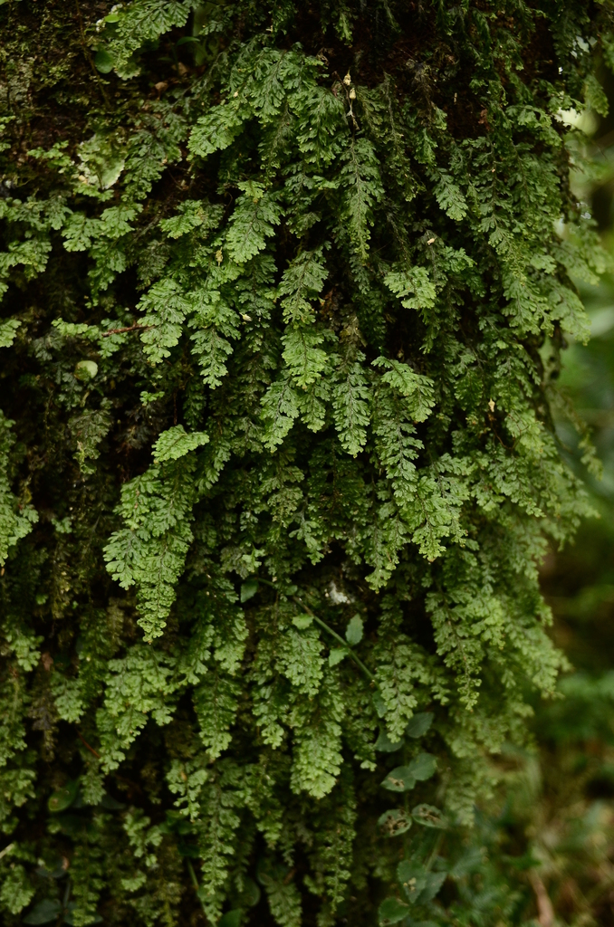 Hymenophyllum okadae