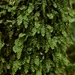 Hymenophyllum okadae - Photo (c) galanhsnu,  זכויות יוצרים חלקיות (CC BY-NC), הועלה על ידי galanhsnu