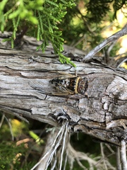 Diceroprocta viridifascia