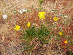 Agoseris apargioides