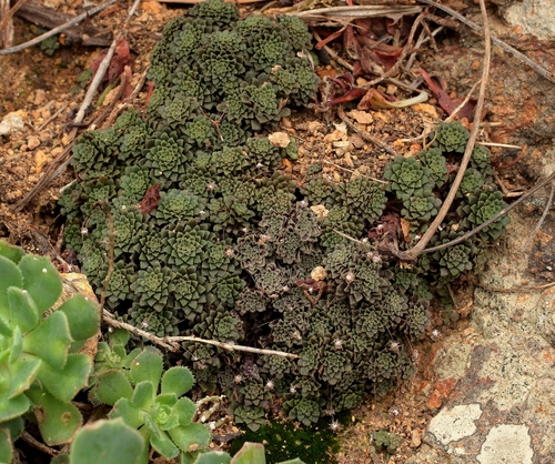 Monanthes polyphylla subsp. amydros image