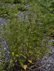Urtica platyphylla