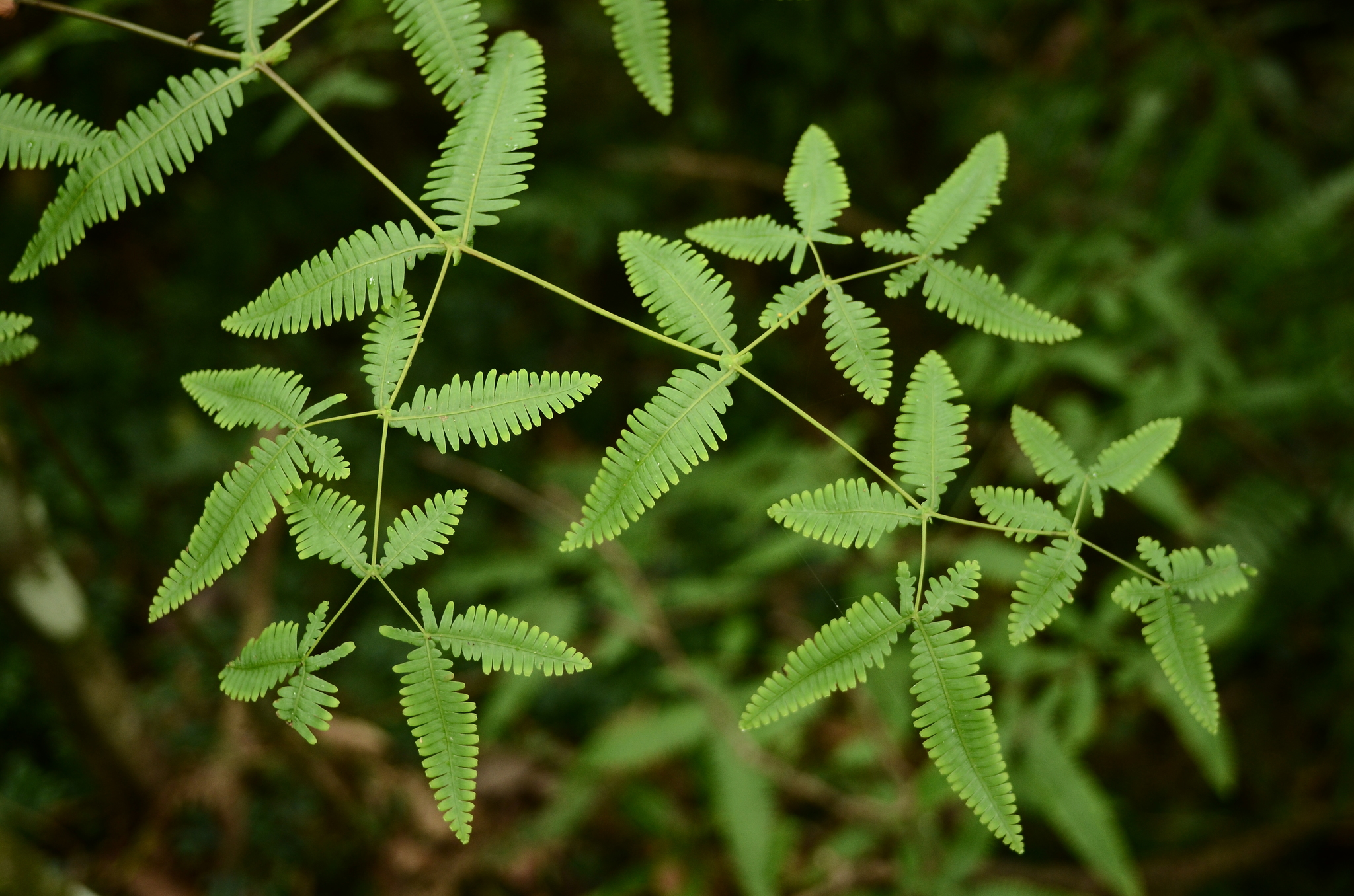 Gleicheniales
