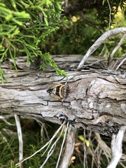 Diceroprocta viridifascia