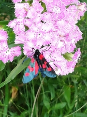 Zygaena lonicerae