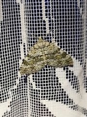 Entephria caesiata