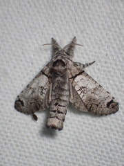 Inguromorpha basalis