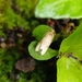 Lepidoptera