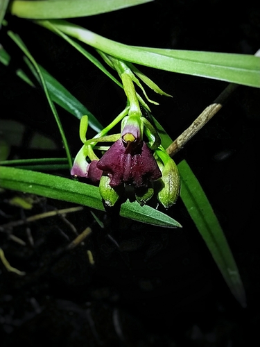 Epidendrum neogaliciense Hágsater & R.González 2
