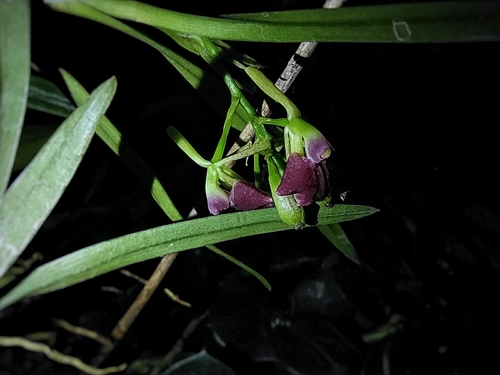 Epidendrum neogaliciense Hágsater & R.González 3